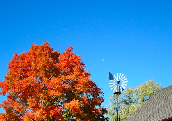 moon tree